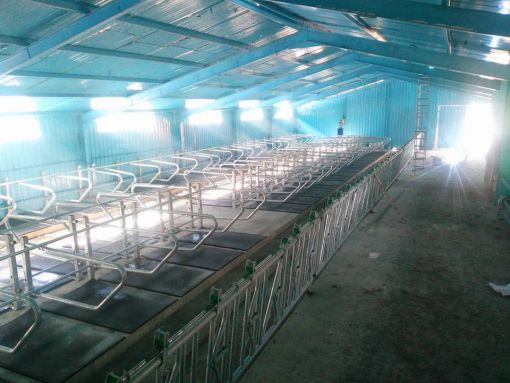  100 başlık süt sığırcılığı projesi